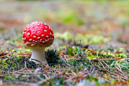 Amanita Muscaria. Red poisonous Fly Agaric mushroom in forest