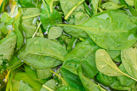 Fresh Baby Spinach Leaves in the Water - Top View. Vegan and Vegetarian Culture. Raw Food, Green Leaves. Healthy Dietの写真素材