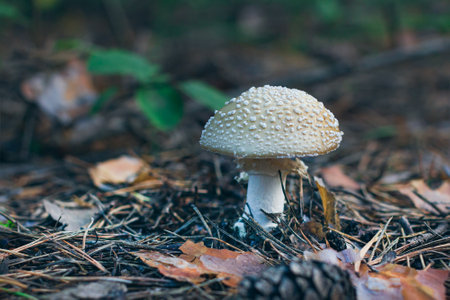 Amanita Pantherina, Known as the Panther Cap, False Blusher and Panther Amanita: Healing and Medicinal Mushroom Growing in Forest. Can Be Used for Micro Dosing, Spiritual Practices and Shaman Ritualsの写真素材