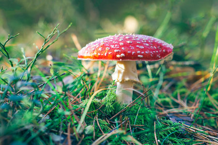 Mature Amanita Muscaria, Known as the Fly Agaric or Fly Amanita: Mushroom with Red Cap Growing in Forest.の写真素材