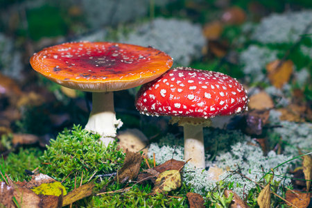 Mature Amanita Muscaria, Known as the Fly Agaric or Fly Amanita: Healing and Medicinal Mushroom with...