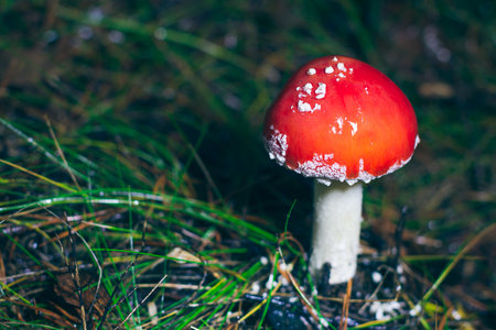 Young Amanita Muscaria, Known as the Fly Agaric or Fly Amanita: Healing and Medicinal Mushroom with Red Cap Growing in Forest.の写真素材