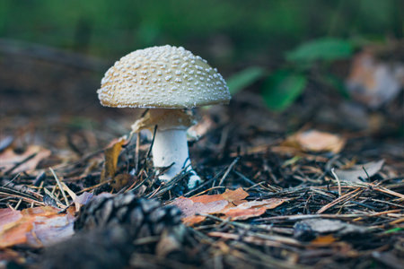 Amanita Pantherina, Known as the Panther Cap, False Blusher and Panther Amanita: Healing and...