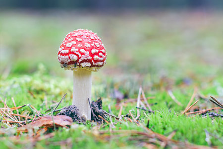Young Amanita Muscaria, Known as the Fly Agaric or Fly Amanita: Healing and Medicinal Mushroom with Red Cap Growing in Forest. Can Be Used for Micro Dosing, Spiritual Practices and Shaman Ritualsの写真素材