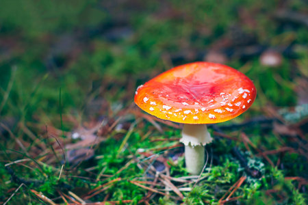 Mature Amanita Muscaria, Known as the Fly Agaric or Fly Amanita: Healing and Medicinal Mushroom with Red Cap Growing in Forest. Can Be Used for Micro Dosing, Spiritual Practices and Shaman Ritualsの写真素材