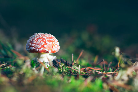 Young Amanita Muscaria, Known as the Fly Agaric or Fly Amanita: Healing and Medicinal Mushroom with Red Cap Growing in Forest. Can Be Used for Micro Dosing, Spiritual Practices and Shaman Ritualsの写真素材