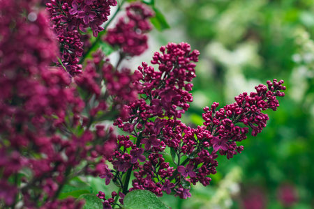 Lilac Branch Blooms in Spring at Daytime - Close-Up, Selective Focus, Soft Bokech. Violet Spring Flowers with Soft Aroma. Spring and Summer Gardening. Lilac Blossom. Purple Lilac Bushの写真素材