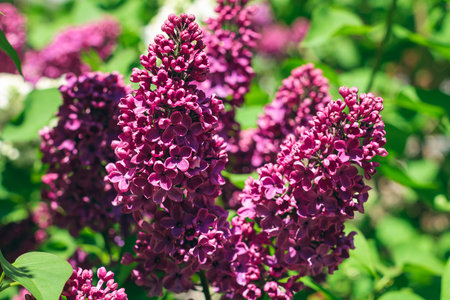 Lilac Branch Blooms in Spring at Daytime - Close-Up, Selective Focus, Soft Bokech. Violet Spring Flowers with Soft Aroma. Spring and Summer Gardening. Lilac Blossom. Purple Lilac Bushの写真素材