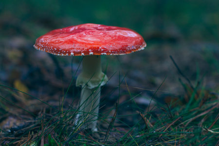 Mature Amanita Muscaria, Known as the Fly Agaric or Fly Amanita: Medicinal Mushroom with Red Cap Growing in Forest. Can Be Used for Micro Dosing, Spiritual Practices and Shaman Ritualsの写真素材