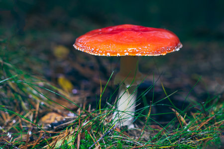 Mature Amanita Muscaria, Known as the Fly Agaric or Fly Amanita: Healing and Medicinal Mushroom with Red Cap Growing in Forest. Can Be Used for Micro Dosing, Spiritual Practices and Shaman Ritualsの写真素材