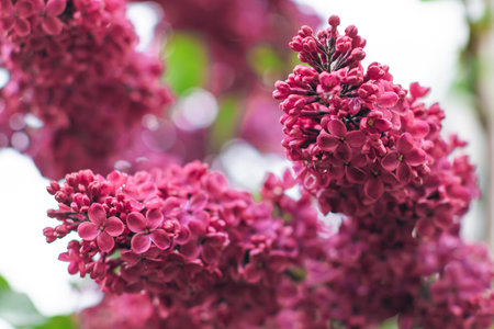 Lilac Branch Blooms in Spring at Daytime - Close-Up, Selective Focus, Soft Bokech. Violet Spring Flowers with Soft Aroma. Spring and Summer Gardening. Lilac Blossom. Purple Lilac Bushの写真素材