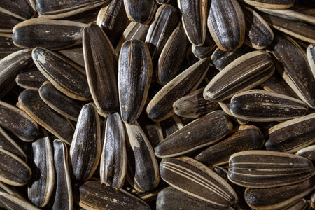 Non Salty Roasted Sunflower Seeds in Shell: A Culinary Canvas of Sunflower Kernels, Creating a Lively and Textured Background for Gourmet Cooking. Scattered Sun Flower Seeds - Top View, Flat Layの写真素材