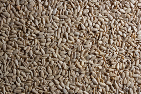 Peeled Sunflower Seeds Background: A Culinary Canvas of Shell-free Sunflower Seeds, Creating a Lively and Textured Background for Gourmet Cooking - Top View, Flat Layの写真素材