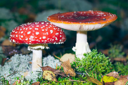 Mature Amanita Muscaria, Known as the Fly Agaric or Fly Amanita: Healing and Medicinal Mushroom with Red Cap Growing in Forest.の写真素材