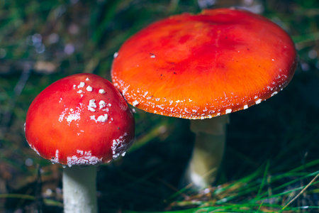 Two Amanita Muscaria, Known as the Fly Agaric or Fly Amanita: Medicinal Mushroom with Red Cap Growing in Forest.の写真素材