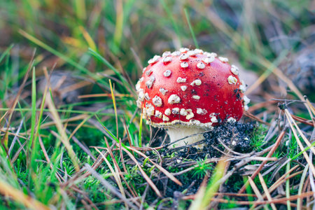 Young Amanita Muscaria, Known as the Fly Agaric or Fly Amanita: Healing and Medicinal Mushroom with Red Cap Growing in Forest. Can Be Used for Micro Dosing, Spiritual Practices and Shaman Ritualsの写真素材