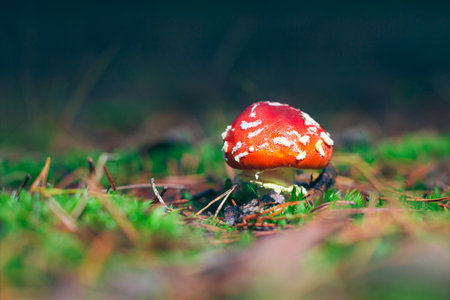 Young Amanita Muscaria, Known as the Fly Agaric or Fly Amanita: Healing and Medicinal Mushroom with...