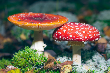 Mature Amanita Muscaria, Known as the Fly Agaric or Fly Amanita: Healing and Medicinal Mushroom with...