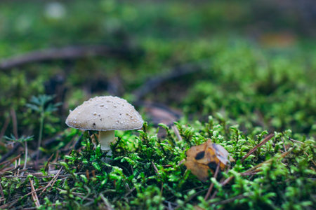 Amanita Pantherina, Known as the Panther Cap, False Blusher and Panther Amanita: Healing and...
