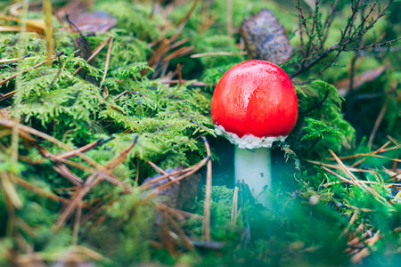 Young Amanita Muscaria, Known as the Fly Agaric or Fly Amanita: Healing and Medicinal Mushroom with Red Cap Growing in Forest. Can Be Used for Micro Dosing, Spiritual Practices and Shaman Ritualsの写真素材