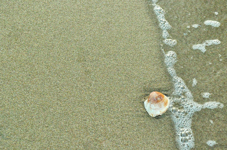 Shells on the beach