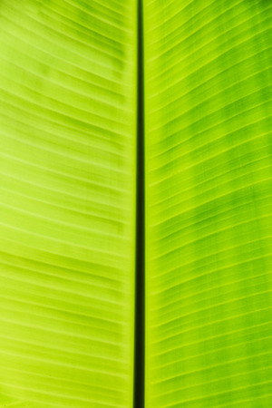 Green banana leaf background abstractの写真素材