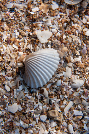 Seashells on the sandy beach. Selective focus.の写真素材
