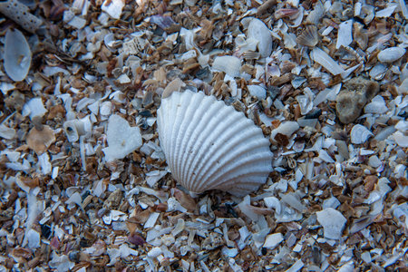 Sea shell on the sand close-up. Selective focus.