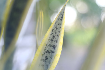 Close up of Sansevieria trifasciata plant