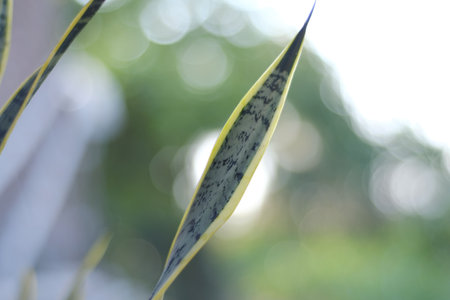 Close up of green leaf with bokeh background, stock photoの写真素材