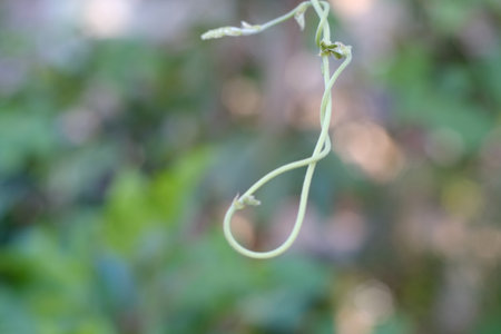 Coccinia grandis plant in nature garden,Gran Canaria,Spainの写真素材