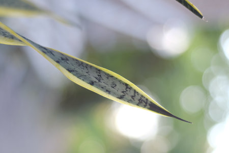 Close up view of the leaves of a sansevieria plantの写真素材