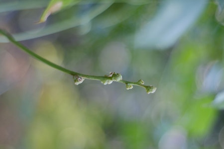 Branch of a plant in the garden with blurred background, macroの写真素材