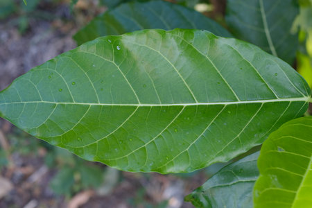 Green leaf of mango tree with water drops on the leaf in nature