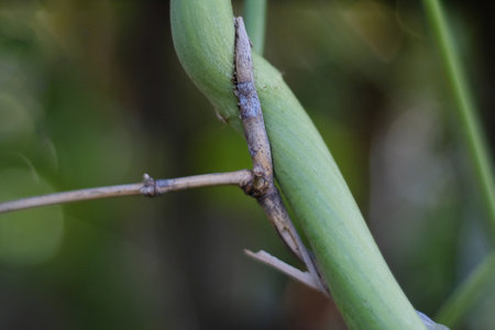 Close up of the stem of a plant in the garden with blurred background