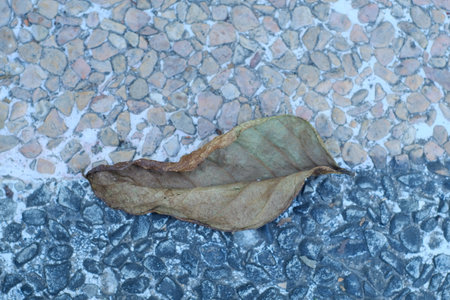 Dry leaf on the ground, closeup of photoの写真素材