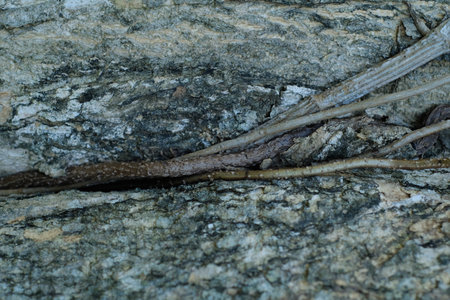 The bark of the tree. Close-up. Nature background.