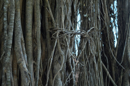 The banyan tree is a symbol of hope and faith.の写真素材