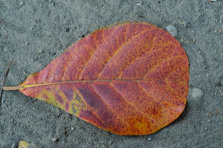 colorful autumn leaf on the ground, close up of autumn leafの写真素材