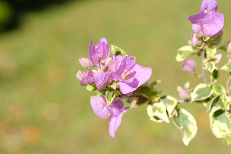 Purple bougainvillea flower in the garden, Thailand.