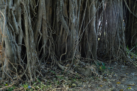 Banyan tree with roots in the forest. Close up.の写真素材