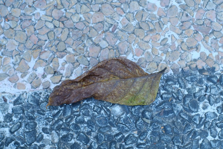 dry leaf on the floor, closeup of photo with soft focusの写真素材