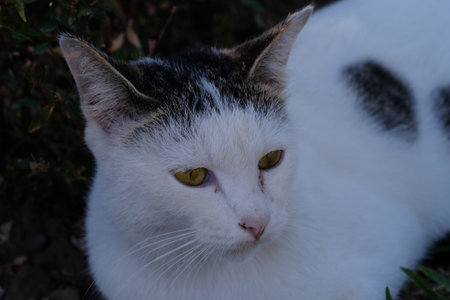 Close up of a white and black cat with yellow eyes in the gardenの写真素材
