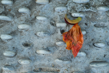 Fallen leaf on the ground. Autumn leaves fall on the ground.の写真素材