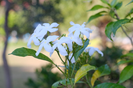 White jasmine flower in garden. (Scientific name Jasmine)の写真素材
