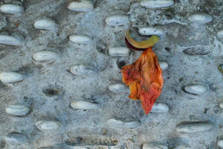 Fallen leaf on concrete floor with pebbles in the backgroundの写真素材