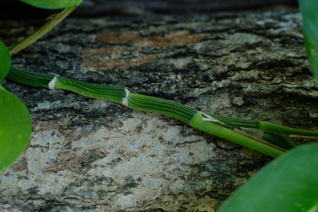 Close up of green bamboo stem on tree bark in the garden.の写真素材