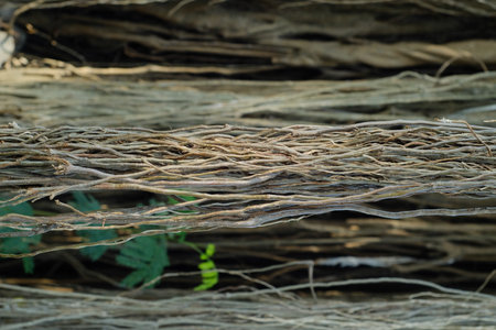 Close up of dry tree roots for background, nature and environment concept