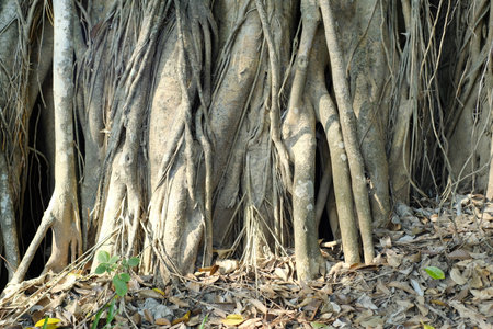 The roots of the banyan tree in the tropical forest.の写真素材