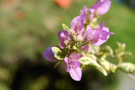 Purple bougainvillea flower blooming in the gardenの写真素材